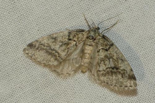 Tephronia lhommaria